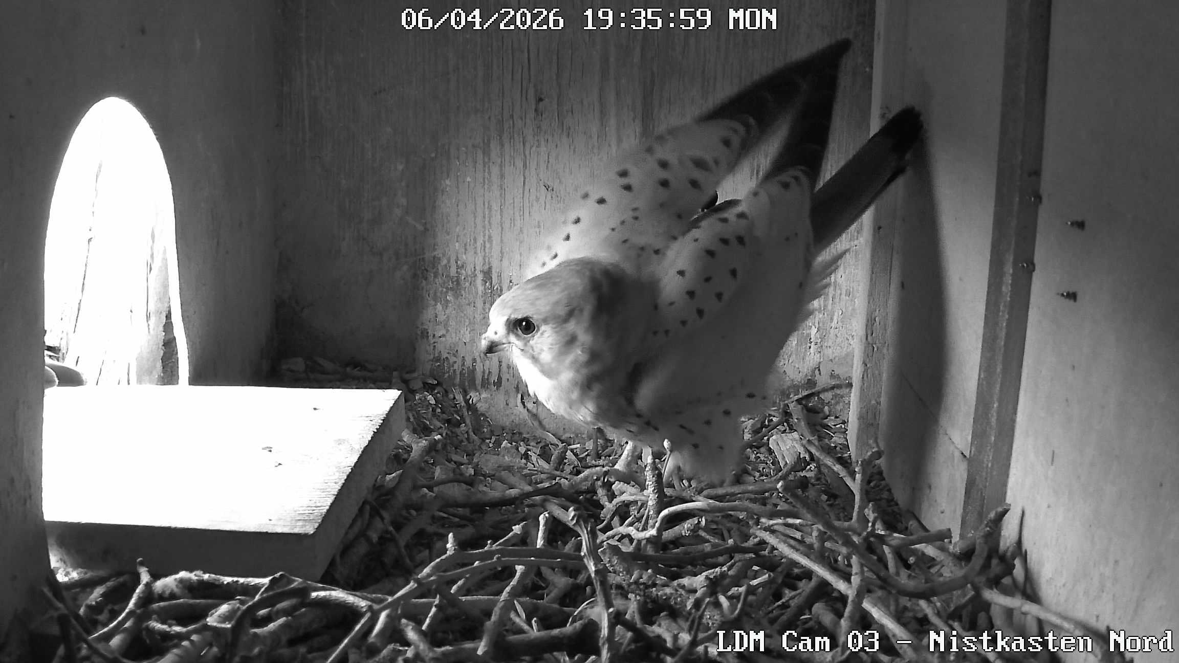 Vogel im Vogelhaus